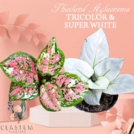 [TRICOLOR &amp; SUPER WHITE] Thailand AGLAONEMA  Potted Plant 50 seeds (not live plants)