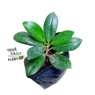 Ficus Nana Plant (Rooted)
