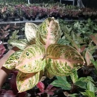 SALE!! PROMO AGLONEMA !!! Aglaonema Widuri orange