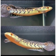 EO715 Ikan Channa Maru Yellow Sentarum size 11-13 cm Channa YS