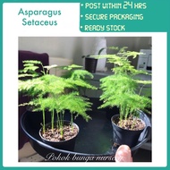 PBN - asparagus setaceus - pokok bunga nursery kebun bunga bamboo tanaman hidup dalaman rumah fern deco indoor plant
