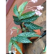 Begonia Maculata 'Double Dot'