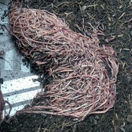 cacing tanah 1/2kg