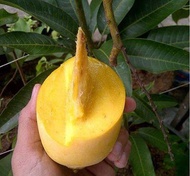 Anak Pokok Mangga Chokanan ( Embun Pagi ) 100% Hybrid