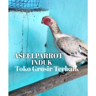 ayam bangkok asli aseel parrot induk telur tetas