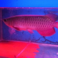 arwana golden red ukuran 35cm