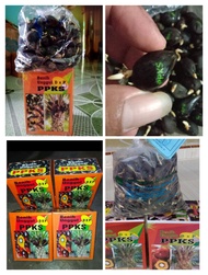 benih kecambah sawit jenis PPKS medan