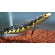 PROMO) 19-20cm Chana Maru Yellow Sentarum / Channa YS 19-20 cm ikan