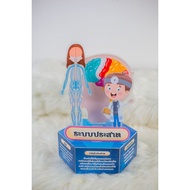 Teaching Media Anatomy Box Nervous System