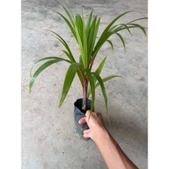 Hyophorbe Lagenicaulis (Bottle Palm)/ Palm Tree