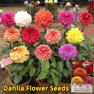 เมล็ดพันธุ์ ดอกรักเร่คละสี เมล็ดรักเร่ (Dahlia Flower Mix Seed) บรรจุ 10 เมล็ด เมล็ดดอกไม้ บอนสีราคาถูก เมล็ดบอนสี ต้นไม้มงคล บอนสี เมล็ดพันธุ์ดอกไม้ Indoor Potted Plants ดอกไม้จริง ไม้ประดับมงคล พันธุ์ดอกไม้ ดอกไม้ปลูก แต่งบ้านและสวน ปลูกง่าย อัตรางอกสูง