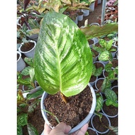 ✆▥Available Live plants for sale (Calathea Flame Star)