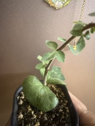 Commiphora gurreh古雷沒藥（稀有）（實生）塊根植物，多肉植物