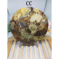 Ammonite Display Plate/120mmx8mm/Item With Stand/送支架/斑彩螺盘摆件