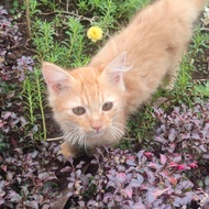 Anak kucing mixdom Oren & Grey kitten sudah vaksin usia 4 bulan