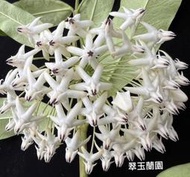 毬蘭苗 白流星 Hoya multiflora white