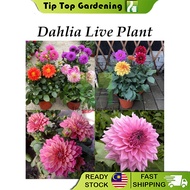 Real Live Plant Dahlia Flower Plants Pokok Hidup Dahlia Bunga Hidup 大丽花
