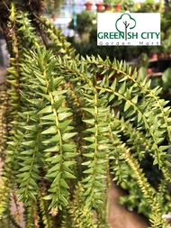 GNC - Huperzia Phlegmaria Tassel Fern Gergaji Pokok Paku Pakis 杉叶石松