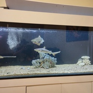 Aquarium laut khusus hiu 200x60x60