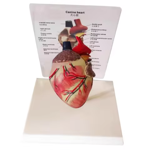 Dog heart anatomy model canine pet teaching aid Healthy dog heart model With instructions in Chinese