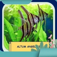 (Good) FRESHWATER ORNAMENTAL FISH - ANGELFISH ALTUM MANFISH/ - S (2cm)