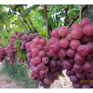 Grape Seed Potted Fruit Tree Vegetable Balcony Fruit Result Grape Seed Jacquard Seed Flower Seed