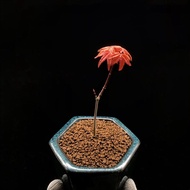 SG3260-迷你日本出猩猩紅楓/四季紅葉🔥精品植物小盆栽禮物🔥
