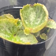 Begonia gironellae x nigritarum hybrid plant Terrarium Plant