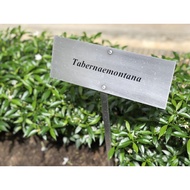 Tabernaemontana Garden Plant Sign