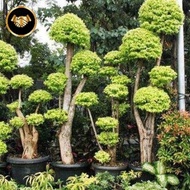 tanaman hias bonsai Anting Putri  berkualitas