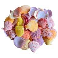 NOBLE SCALLOP SHELL 100PCS MIMACHLAMYS CRASSICOSTATA SHELL SHELL SHELL SCALLOP SEA SHELL SEA SHELL P