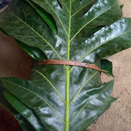 Fresh SUKUN LEAVES 1KG