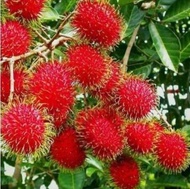 Malaysia Stock Anak Pokok Rambutan Gula Batu Hybrid