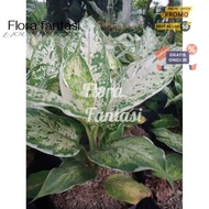 tanaman hias aglonema sparkle (Tanaman hias hidup indoor murah besar
