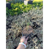 AFRICAN TALISAY | Rooted Stablish Live Plants