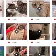 Koleksi Video Kucing Comel Lucu