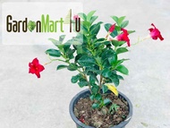 GardenMart4U Mandevilla Sanderi Dipladenia Live Plant Pokok Bunga Gantung Loceng 紅蟬花