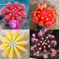 【FREE FERTILIZER】Cactus bloom flowers多肉植物Succulent Old Pile Long Purple
