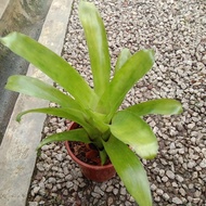 bromeliad green live plant