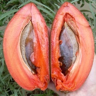 TIADA COD Anak Pokok Mamey Sapote Magana