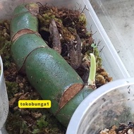 bibit bonggol duda bolong / tanaman hias duda bolong