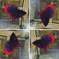 BETTA HYBRID WILD TOP QUALITY) THAILAND IMPORT