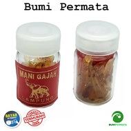 Fosil Batu Akik Mani Gajah Lampung
