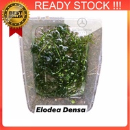 1pc egeria densa ikan betta guppy suka elodea densa pokok air