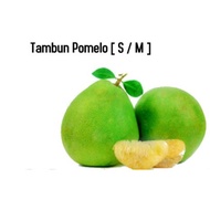 Ipoh Famous Tambun Pomelo Sweet &amp; Sweet-Sour / Tambun limau Bali [ Halal ][ S , M, L ]