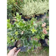 Boxleaf Eugenia Landscaping