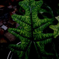 Alocasia Jacklyn #Gratisongkir