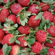 BUAH STRAWBERRY FRESH ( 1KG ) /STROBERY FRESH 1 KG