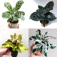 TANAMAN HIAS CALATHEA - PAKET 4 JENIS TANAMAN HIAS CALATHEA