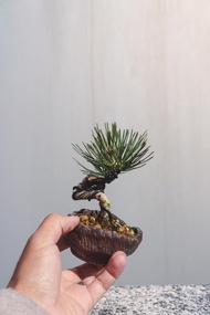 黑松造型盆栽 迷你黑松配手工盆優美 可以搭配各種空間美學